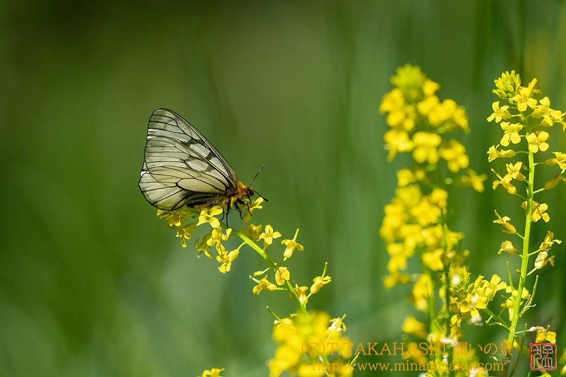 ../Images/7R250511 (21).jpg